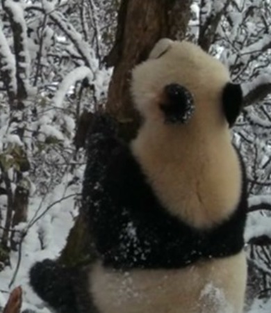 Climbing Trees, Strolling and Juggling——Giant Pandas in Aba Prefecture Have Fun in the World of Ice and Snow