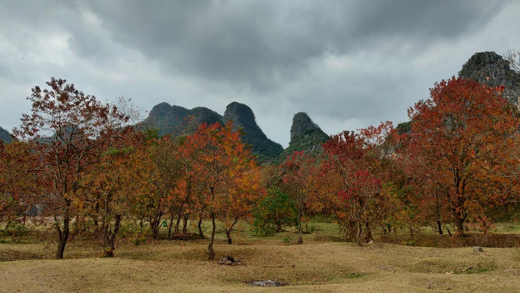 广西桂林：层林尽染乌桕滩 山水美景入画来_fororder_图片5