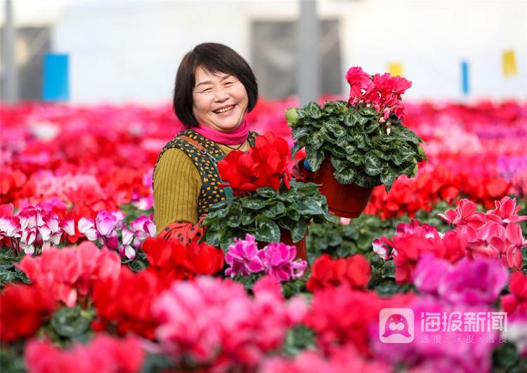 山东多地年味渐浓花正艳 市场产销两旺