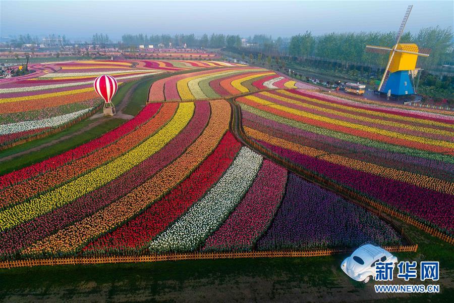 江苏郁金香花开引客来