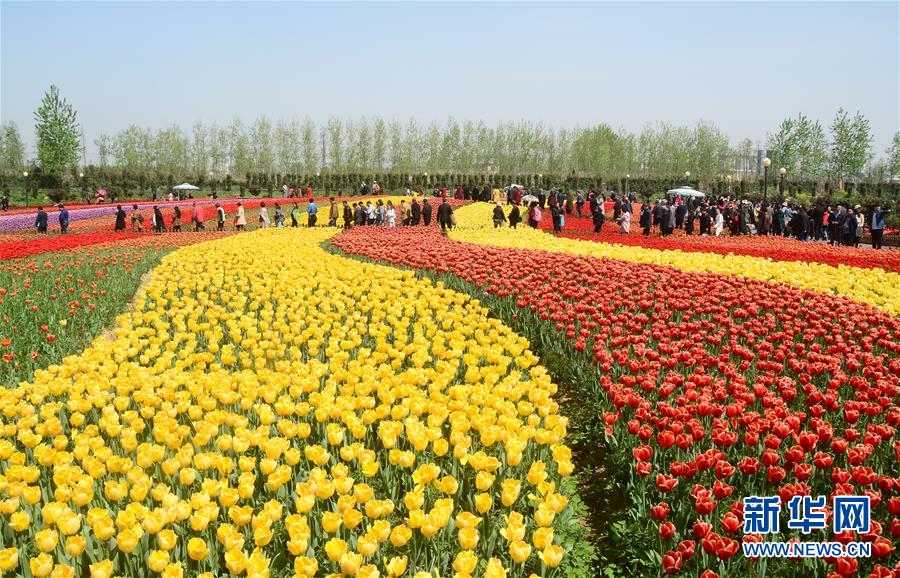 江苏郁金香花开引客来