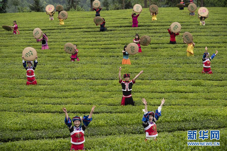 湖北五峰：茶乡生态美