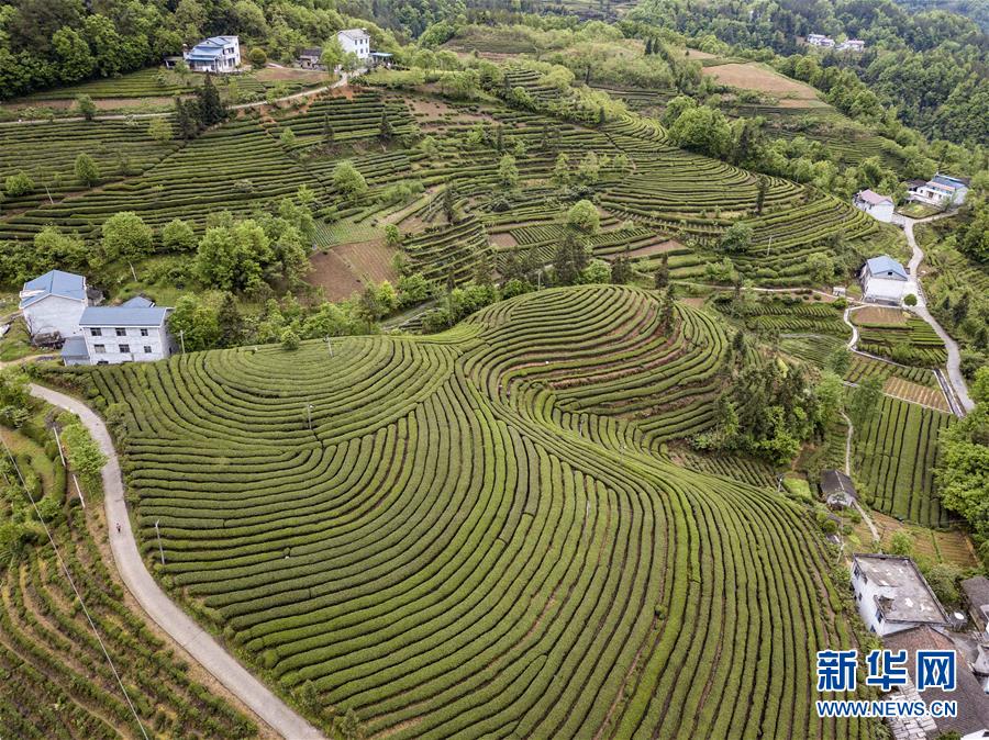 湖北五峰：茶乡生态美