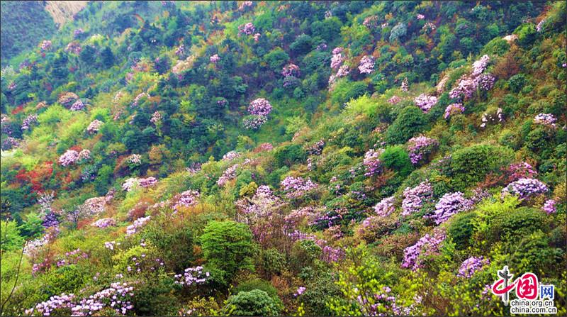 湖南南山国家公园十万稀有大钟杜鹃竞相绽放