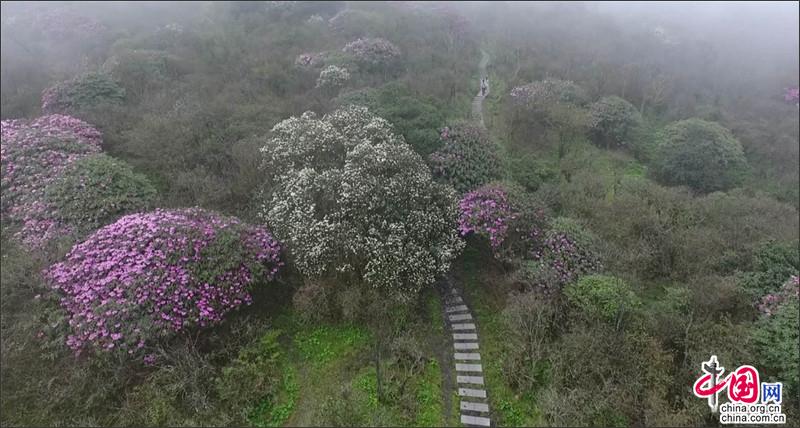 湖南南山国家公园十万稀有大钟杜鹃竞相绽放