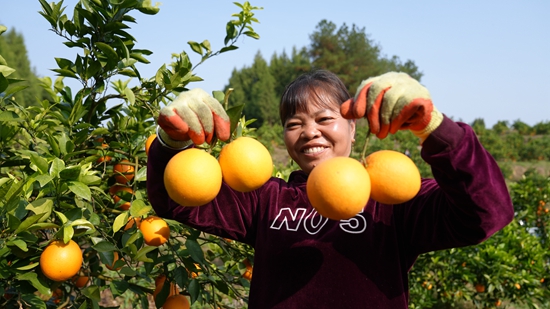 （供稿）贵州思南瓮溪镇：荒山变“绿洲” 金果果变 “致富果”_fororder_脐橙丰收，群众笑开颜（陈敏 摄）.JPG