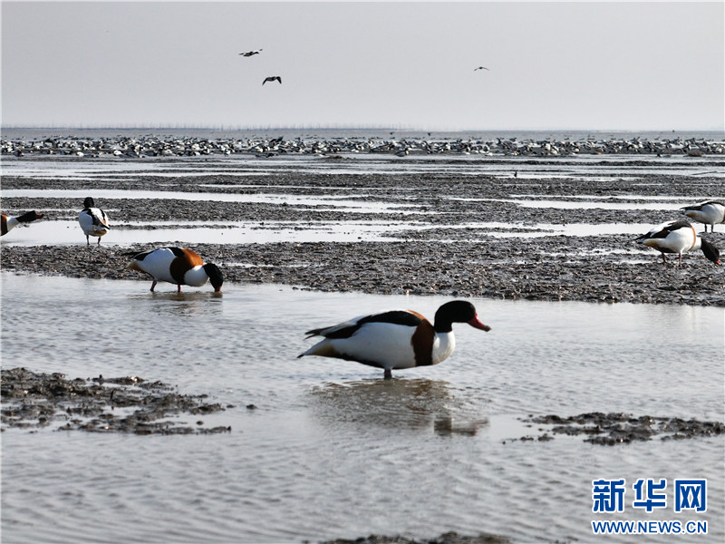 江苏连云港：万只翘鼻麻鸭现身赣榆沿海湿地