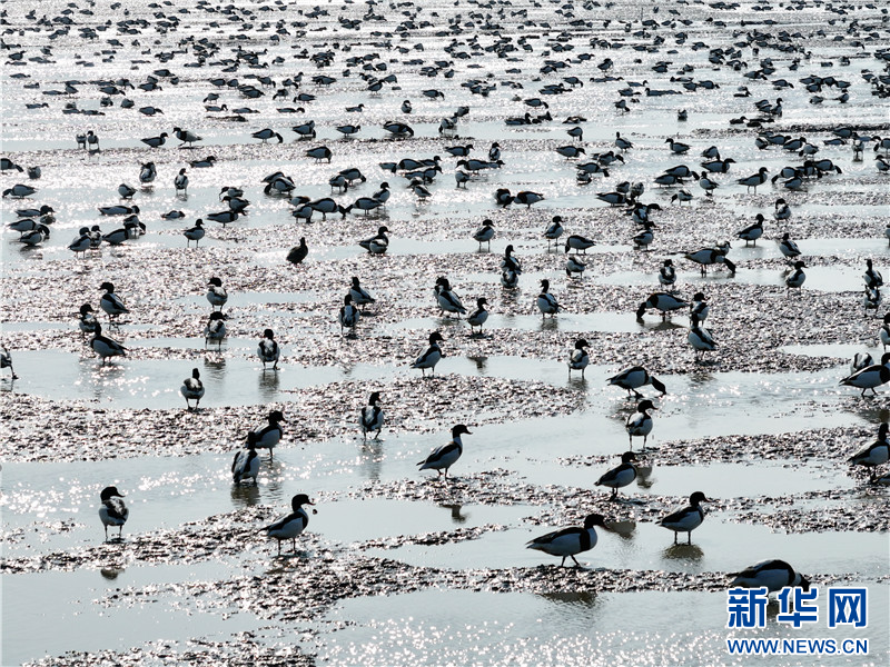 江苏连云港：万只翘鼻麻鸭现身赣榆沿海湿地