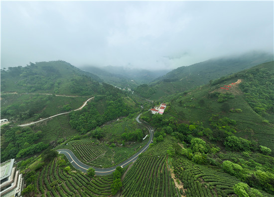 信阳市商城县：匠心打造宜居宜业和美乡村_fororder_茶园风景如画 罗玉兰摄 - 复件(1)