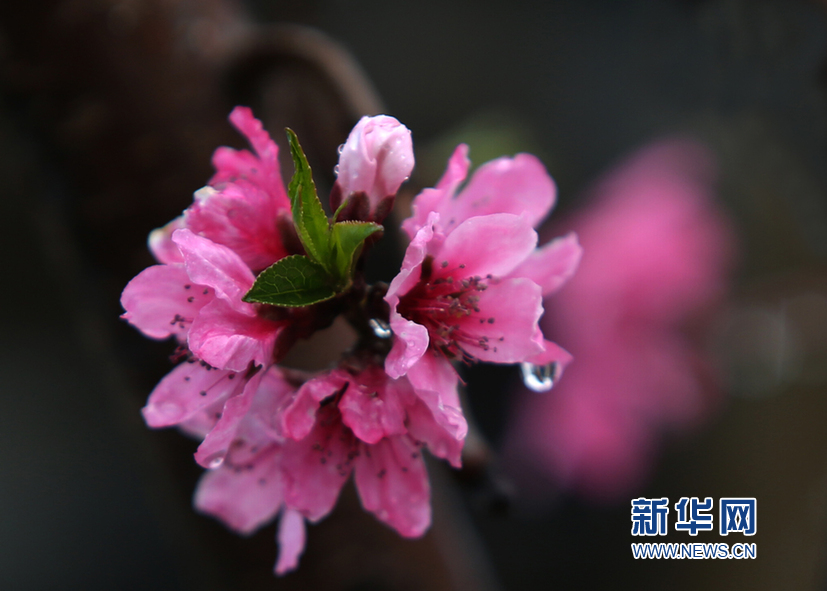 天津：春雨润桃花