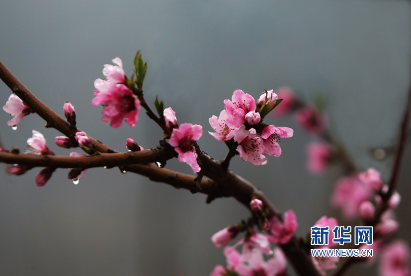 天津：春雨润桃花