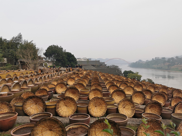 你好，醉美泸州｜丝路青年为先市酱油“点赞”_fororder_未标题-1