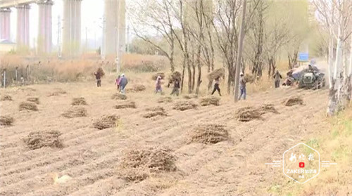 粉碎还田打包离田 八成秸秆变废为宝