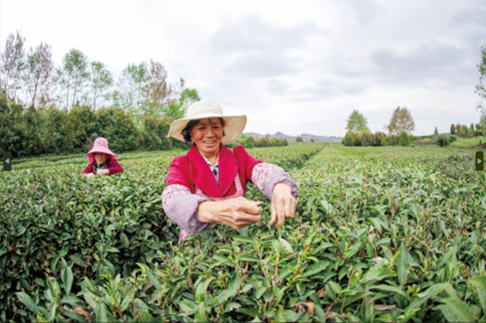 （供稿）贵州毕节：茶韵自古来 香飘幸福路_fororder_640 (1)