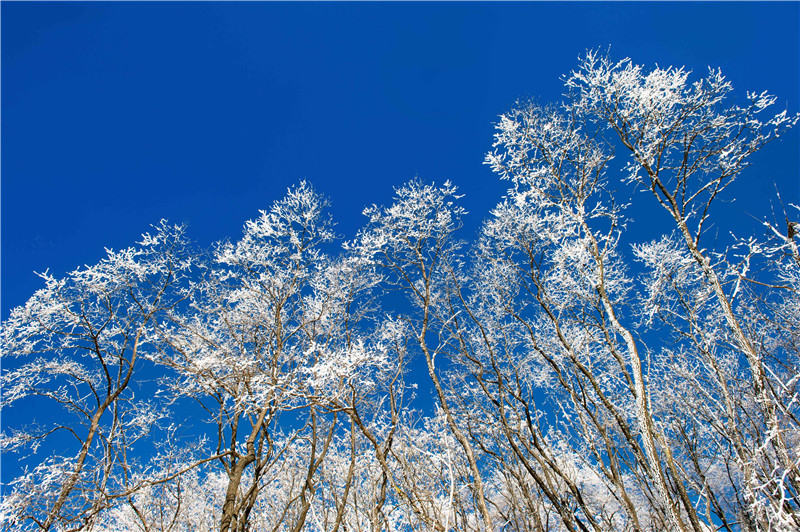 三门峡渑池：雪国天境美如画_fororder_千树万树梨花开 摄影 杨波