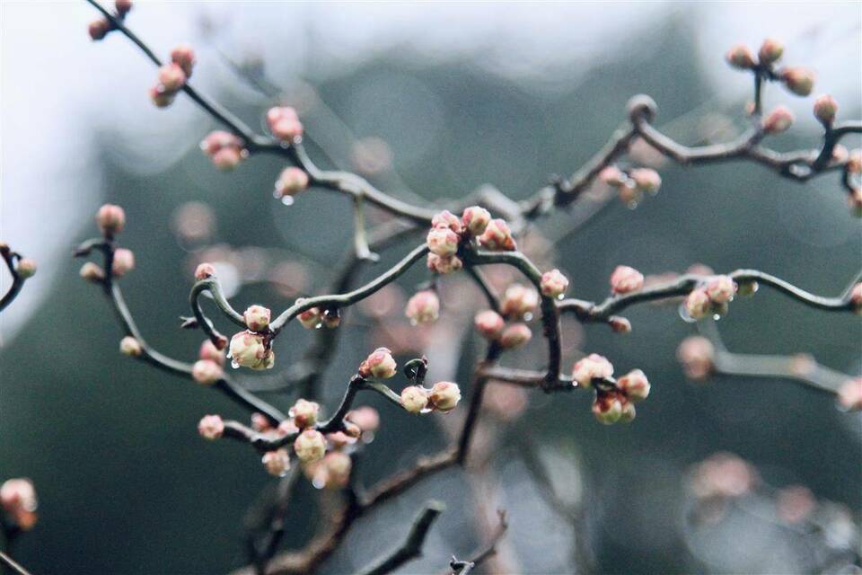 武汉东湖梅园1月18日开园