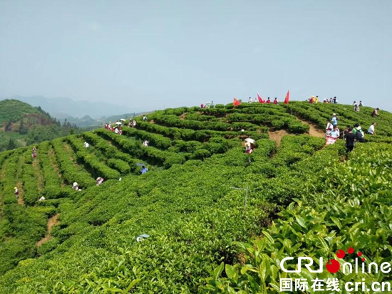 （滴水滩是茶叶的品牌，不是地名）六盘水市茶产业蓬勃发展生机盎然