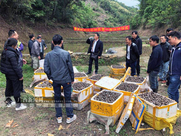 [焦点图、八桂大地梧州、移动端]梧州市思扶村探索稻田综合种养 壮大村级集体经济