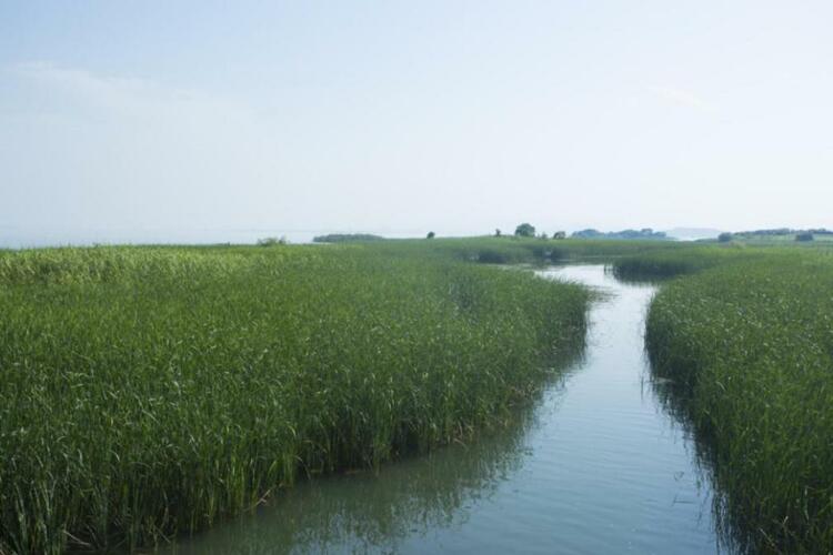 太湖湖滨 水墨丹青中的湿地秘境