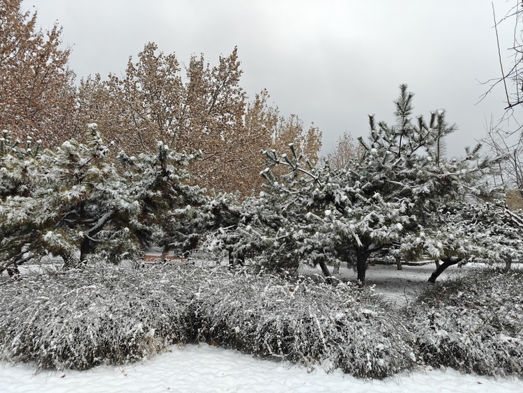 Snow-clad Donghuan Park in Shijiazhuang Emanates Winter Charm_fororder_图片17