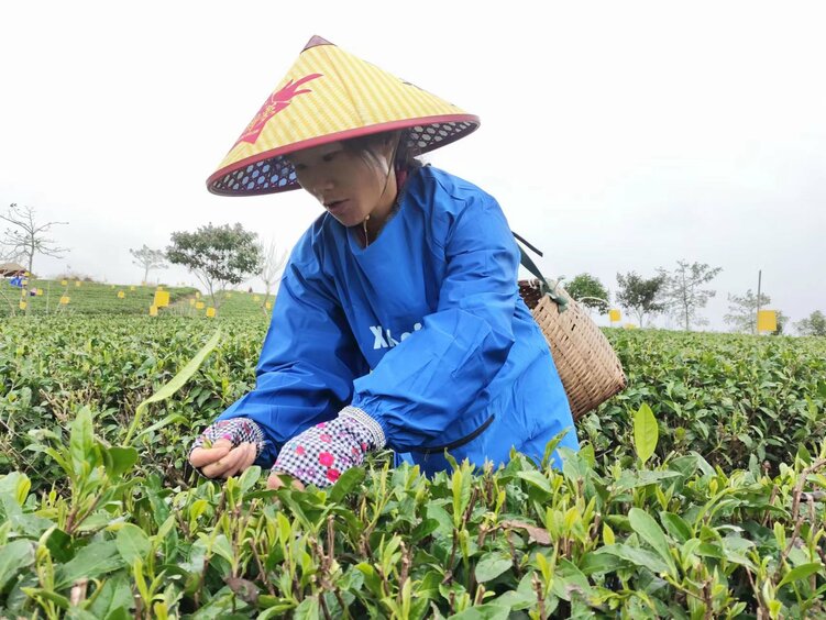 图片默认标题_fororder_茶农正在采茶 梁悦摄