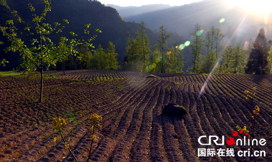 【区县联动】【石柱】【区县联动列表】重庆石柱县中益乡打造“万亩药乡”