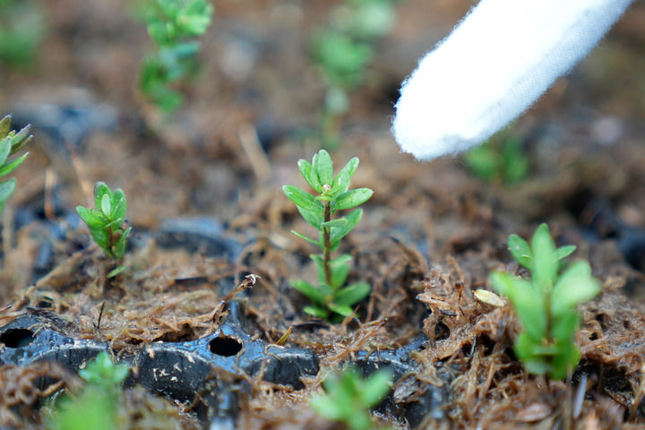 黑龙江抚远蔓越莓规模化种植基地：冰天雪地里的生机勃勃