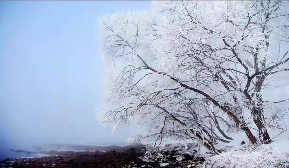 玉树冰花，限时美景！冬日的雾凇谷竟然呈现出了梦幻美景！_fororder_微信图片_20240103145650