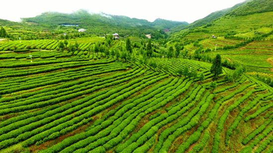 贵州盘州：加快构建“粮食+山地特色”农业产业体系_fororder_盘州2