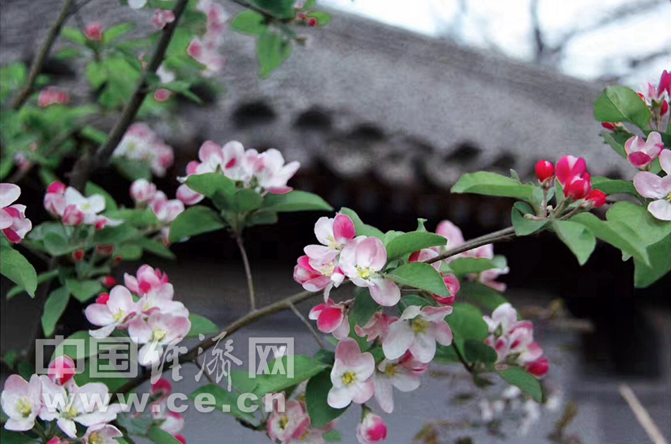 京城四月踏春去 法源寺内赏丁香