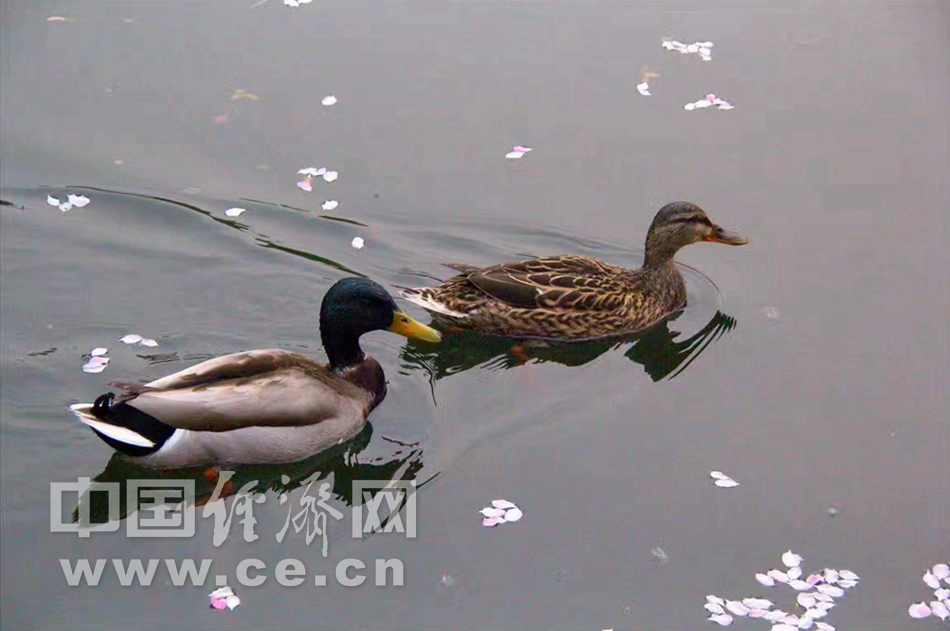 花开似锦 春游元大都“海棠花溪”