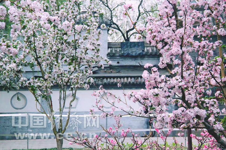 花开似锦 春游元大都“海棠花溪”