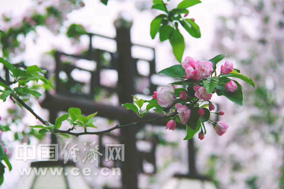 花开似锦 春游元大都“海棠花溪”