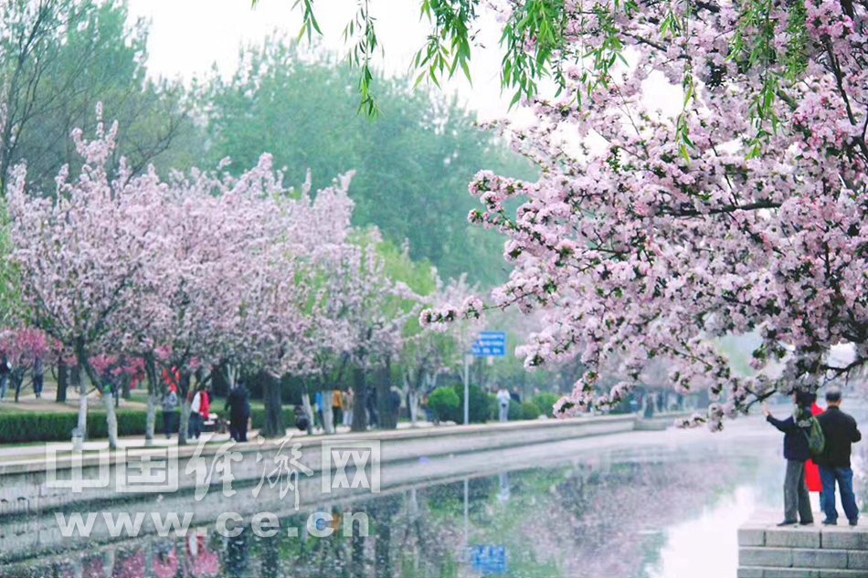 花开似锦 春游元大都“海棠花溪”