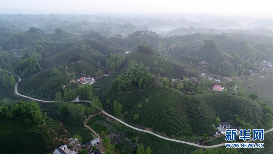 河南信阳：茶山春色