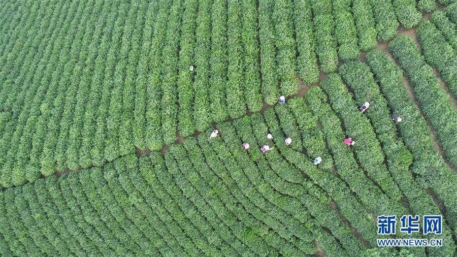 河南信阳：茶山春色