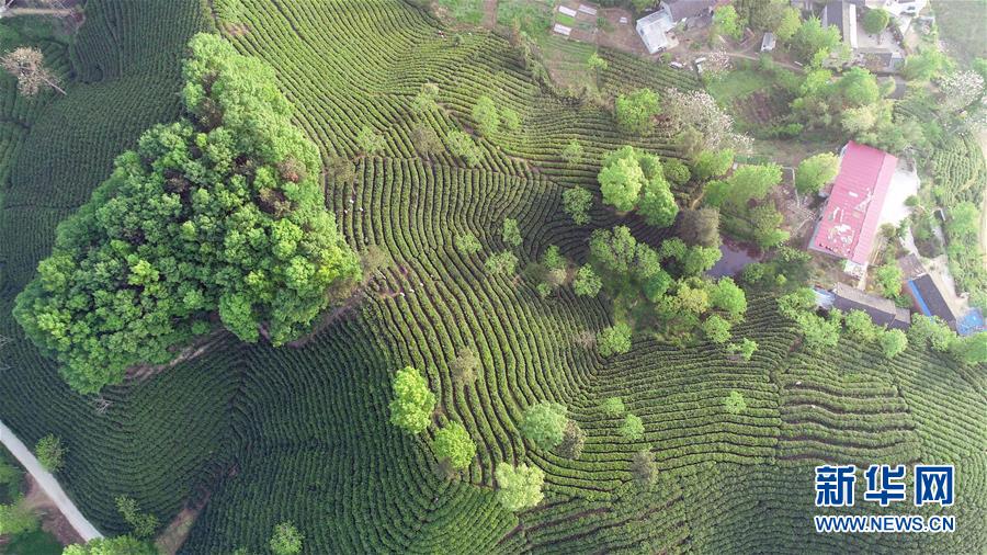 河南信阳：茶山春色