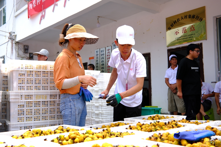 育好一颗“金果果” 点燃增收“新引擎”——贵州初好农业科技开发有限公司高质量发展观察