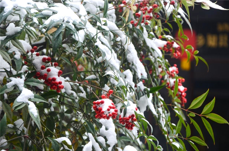 南阳内乡：雪落古衙宜观景_fororder_雪中红果南天竹 摄影 刘会