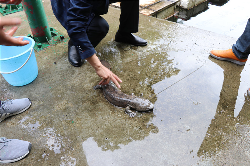 信阳市商城县：维护生物多样性 筑牢野生动植物保护屏障_fororder_放生救助的大鲵