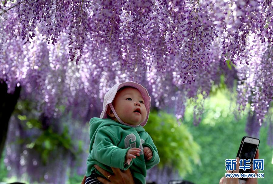 上海：紫藤花开