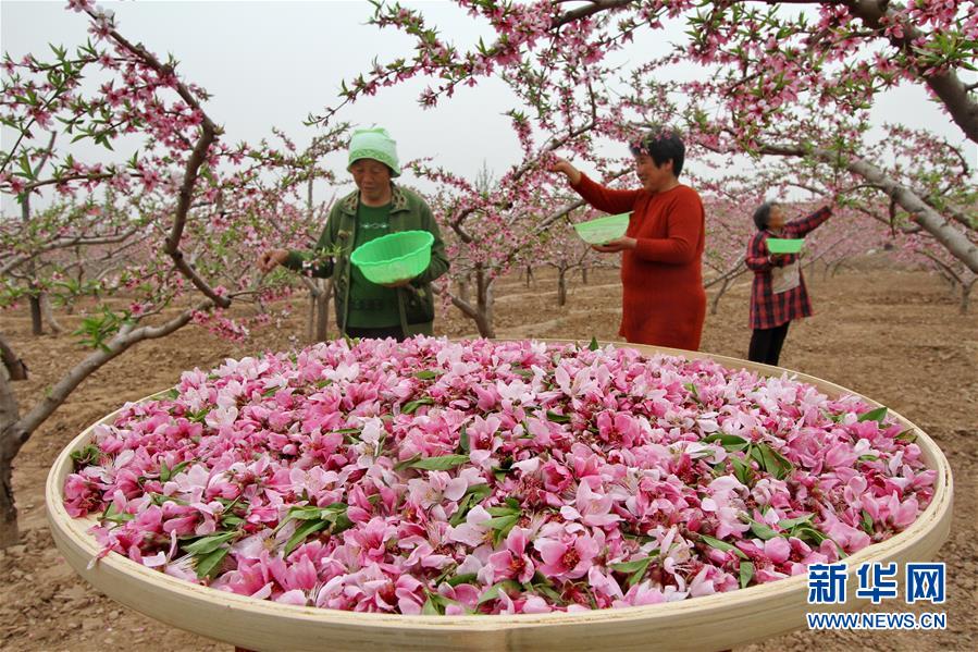 河北魏县：“桃花经济”助力精准扶贫