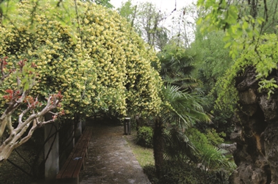 （旅游图文 三吴大地南京 移动版）玄武湖环洲木香花 浓香扑鼻