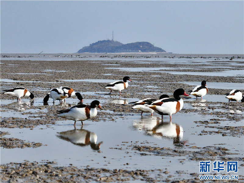 江苏连云港：万只翘鼻麻鸭现身赣榆沿海湿地