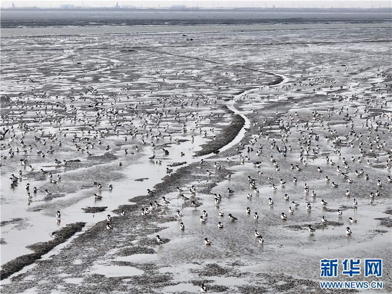 江苏连云港：万只翘鼻麻鸭现身赣榆沿海湿地