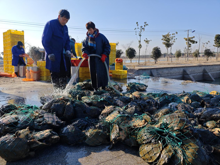 蚌埠市五河县头铺镇：甲鱼养殖获丰收  拓宽群众“致富路”_fororder_图片1