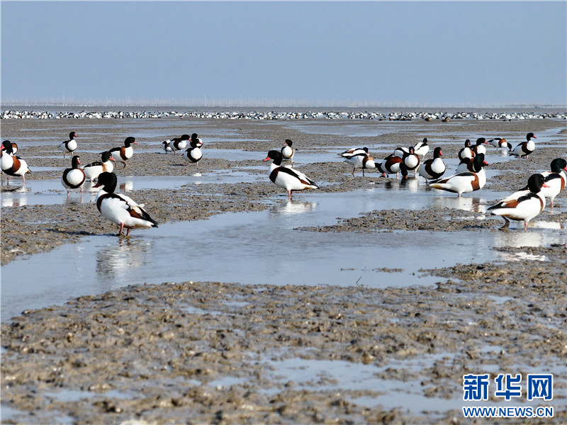 江苏连云港：万只翘鼻麻鸭现身赣榆沿海湿地