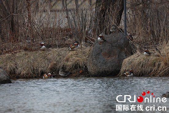 05【吉林】【供稿】【CRI看吉林（标题）】【图说吉林】【白山松水（标题+摘要）】【关东黑土（延边）】  吉林省安图县飞来百余只鸳鸯