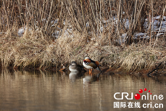 05【吉林】【供稿】【CRI看吉林（标题）】【图说吉林】【白山松水（标题+摘要）】【关东黑土（延边）】  吉林省安图县飞来百余只鸳鸯