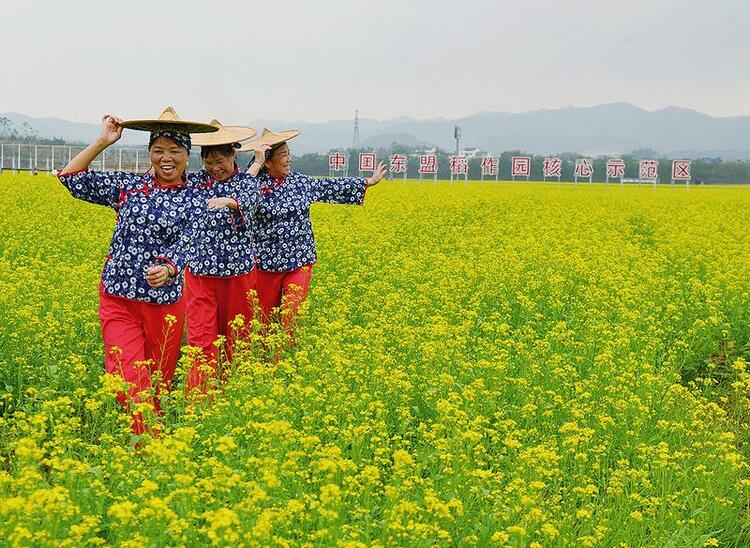 油菜花盛放迎客来 花海中骑行春意浓 中国—东盟稻作文化园美景吸引游客前来打卡